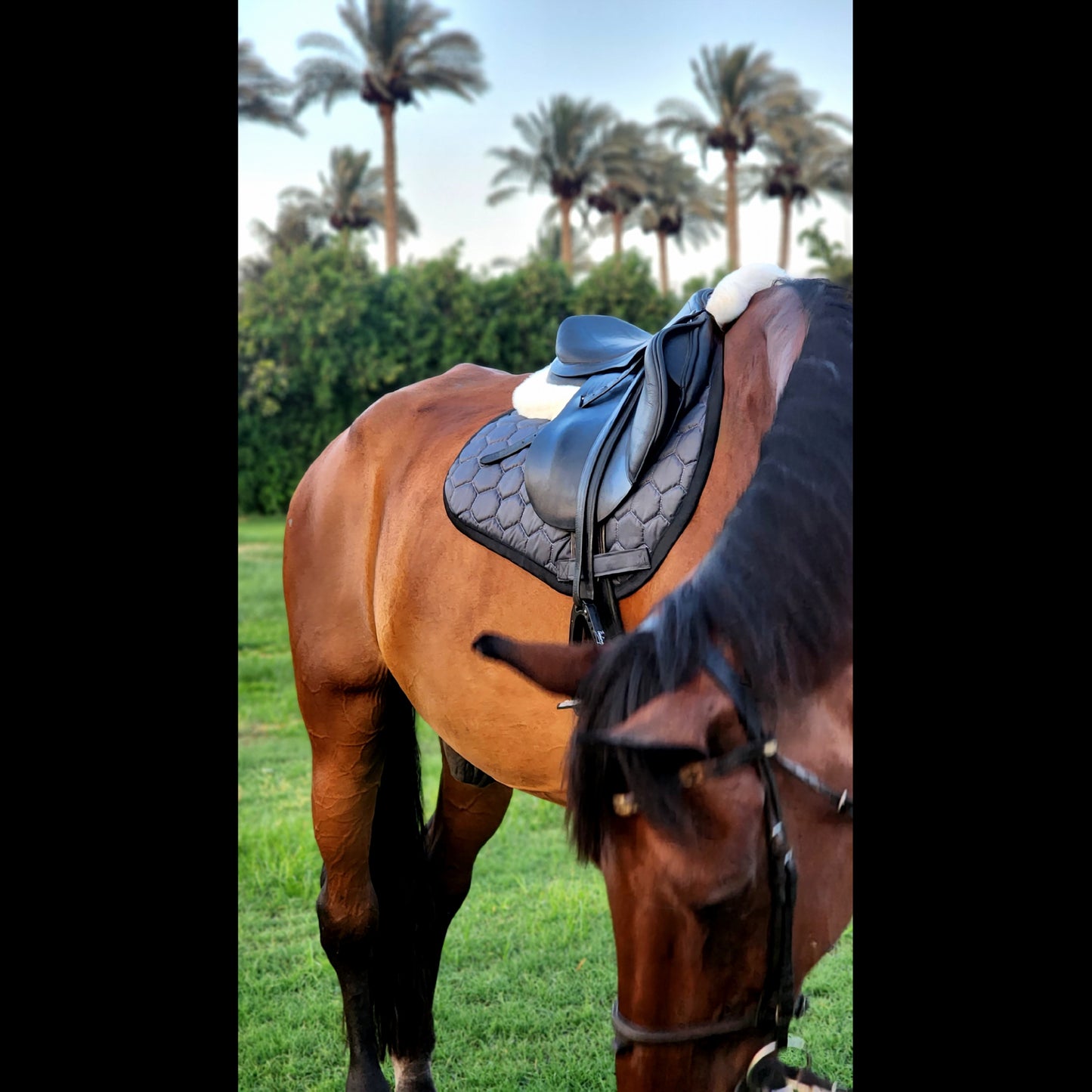 VALOUR SADDLE PAD