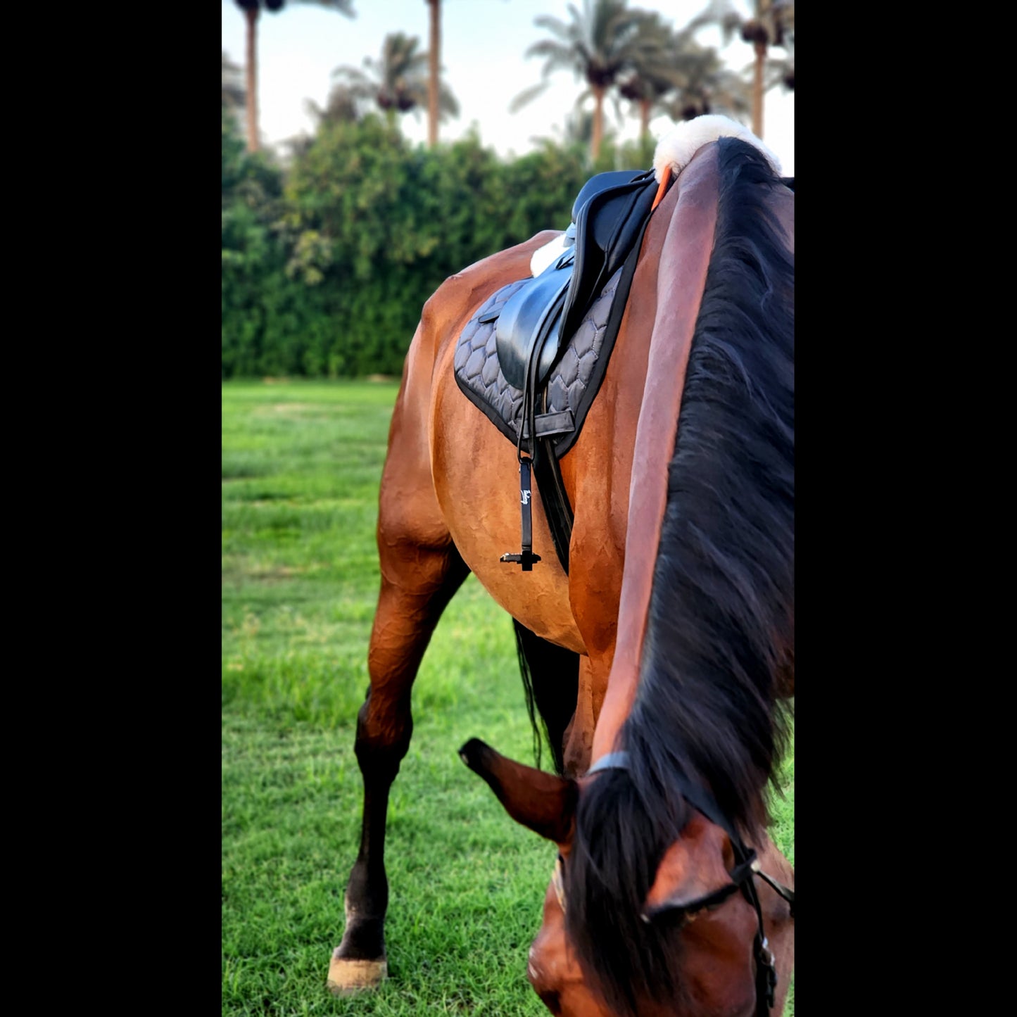 VALOUR SADDLE PAD